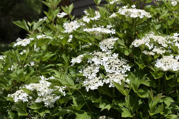 Çekici Beyaz Çiçek Açan Kızılcık Viburnum Çalı Çiçeklerinin Dokusunu Kapat — Stok fotoğraf