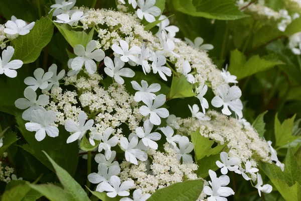 Çekici Beyaz Çiçek Açan Kızılcık Viburnum Çalı Çiçeklerinin Dokusunu Kapat — Stok fotoğraf