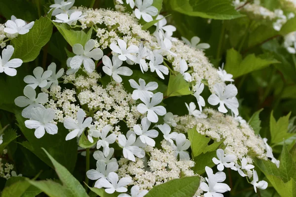 Close Texture Background Attractive White Blooming Compact Cranberry Viburnum Bush — Stock Photo, Image