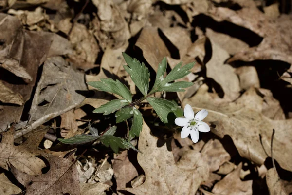 Vista Cerca Flores Silvestres Anémonas Cultivadas Entorno Forestal Nativo Primavera — Foto de Stock