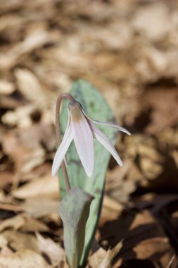 Narin beyaz bir zambak (eritrosonyum) alabalığının doğal ormanlık alanındaki doğal görüntüsü