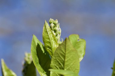 Kanada 'da kırmızı bir tığ fırın ağacının dalında çiçek tomurcuklarının soyut doku görünümünü kapat (Prunus virginiana)