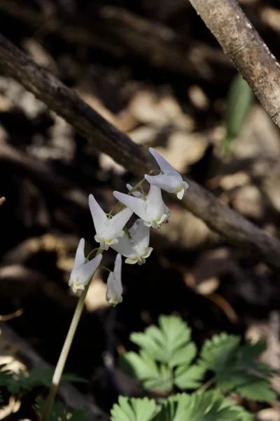 Close View Dutchman Breeches Dicentra Cucullaria Wildflower Its Native Woodland — Zdjęcie stockowe