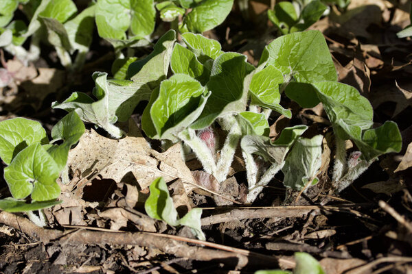 Close up view of Canadian wild ginger wildflowers in their native woodland habitat