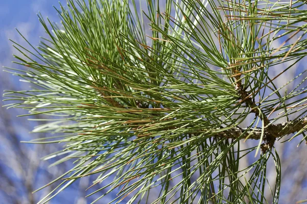 Visão Textura Abstrata Para Cima Ramos Pinheiro Agulha Longa Pinus — Fotografia de Stock