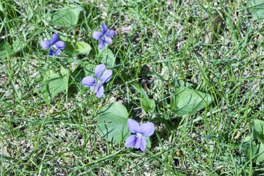 Çimenli bir orman ortamında mavi yabani çiçeklerin (viyola sororia) doku arka plan görüntüsü