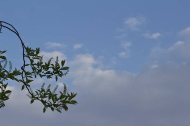 Kanada 'nın kırmızı kiraz ağacının zarif dalları mavi gökyüzüne karşı yeşeren çiçek tomurcuklarını gösteriyor.