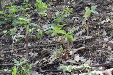 Kürsüde filizlenen kır çiçeklerinin doğal ormanlık alanlarında ortaya çıkışına yakından bakın.