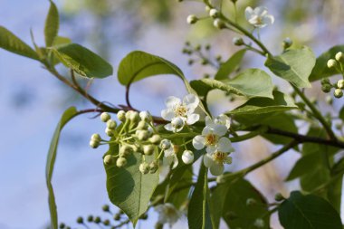 Mavi gökyüzü arka planına sahip Kanada kırmızı kiraz ağacının (prunus virginiana) gelişmekte olan tomurcuklarının ve çiçeklerinin yakın görüntüsü