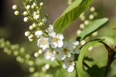 Kanada 'da kırmızı bir kiraz ağacının (prunus virginiana) tomurcuklanan tomurcuklarının ve çiçeklerin yakın görüntüsü)