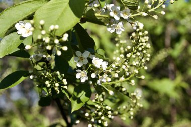 Kanada 'da kırmızı bir kiraz ağacının (prunus virginiana) tomurcuklanan tomurcuklarının ve çiçeklerin yakın görüntüsü)