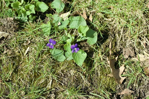 Textura Vedere Fundal Florilor Sălbatice Violete Albastre Comune Viola Sororia — Fotografie, imagine de stoc