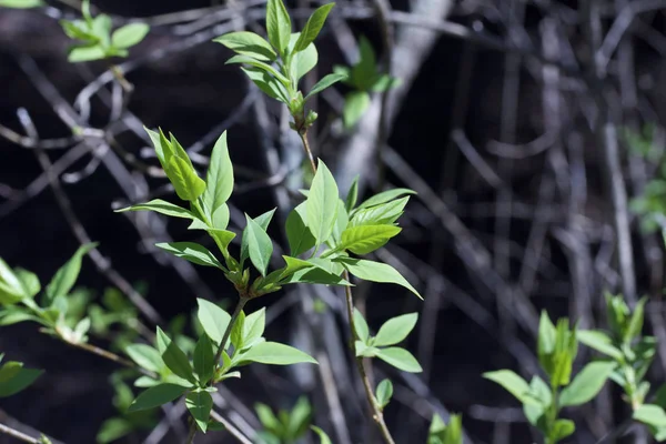 Hojas Emergentes Arbusto Lila Primavera Antes Que Aparezcan Los Brotes —  Fotos de Stock