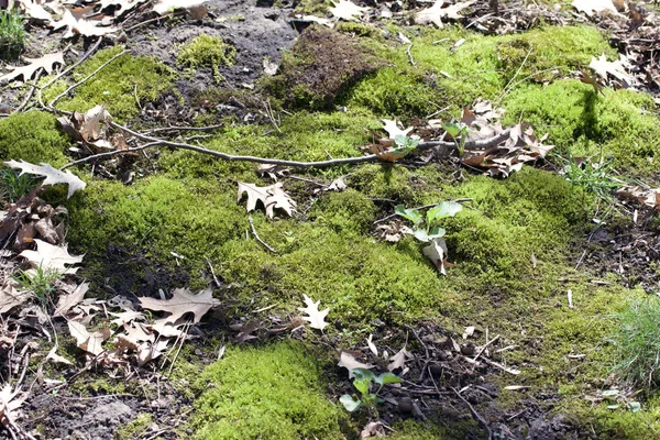 Textur Hintergrundansicht Eines Waldbodens Mit Getrockneten Eichenblättern Und Moos — Stockfoto