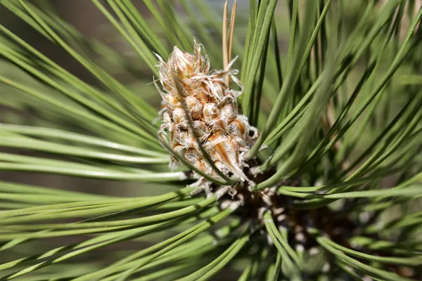 Close View Emerging Pine Cone Long Needle Pine Tree — Stock Photo, Image