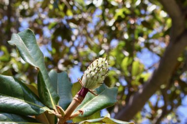 Güneşli bir günde bir Güney Manolyası 'nın (boğa körfezi) çiçeğinin yakın görüntüsü
