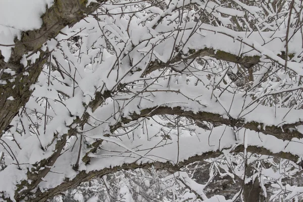 Texture Landscape View Heavy Snow Branches Mature Deciduous Tree Winter — Stock Photo, Image