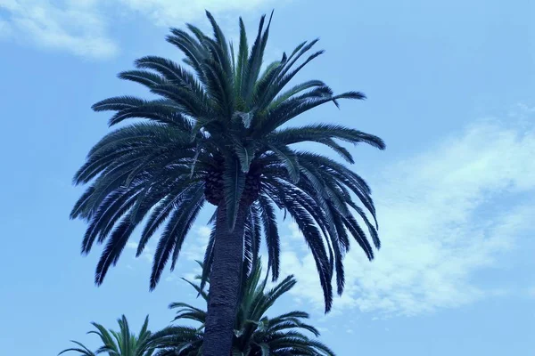 Uppåtriktad Bild Enda Hög Palm Med Blå Himmel Bakgrund Ljus — Stockfoto