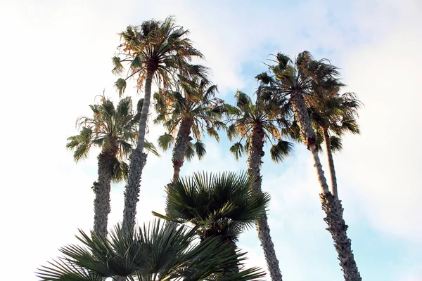 Widok Górę Wysokich Palm Niebieskim Tle Nieba Jasny Słoneczny Dzień — Zdjęcie stockowe