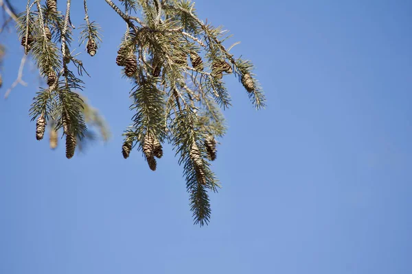 하늘을 배경으로 소나무의 가지에 솔방울 침들의 질감있는 — 스톡 사진