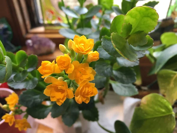 Vista Cerca Una Planta Floreciente Kalanchoe Color Amarillo Soleado Alféizar — Foto de Stock