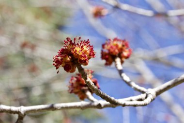 Kırmızı bir akçaağaç (acer rubrum) üzerinde yükselen çiçek tomurcuklarının soyut doku görünümünü kapat