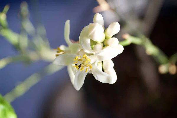 Macro View Newly Blooming Fragrant White Flowers Indoor Meyer Lemon — Stock Photo, Image