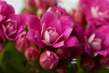 Kapalı bir ortamda küçük pembe renchoe çiçeklerinin makro görüntüsü