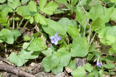 Doğal ortamında tek bir ortak mavi yabani çiçeğin (viyola sororia) görüntüsünü kapat
