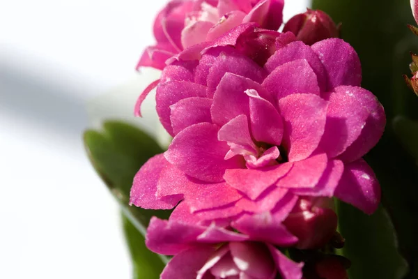 Vista Macro Lindas Flores Kalanchoe Rosa Ambiente Interno — Fotografia de Stock