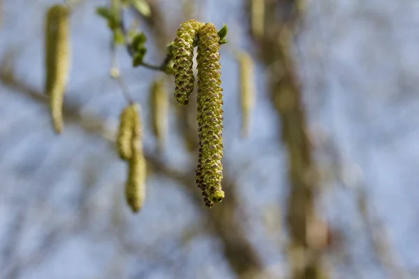 Közelkép Kaszkád Férfi Catkins Lóg Egy Egy Folyó Nyírfa Disszidált — Stock Fotó