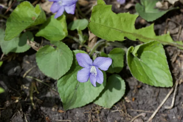 Kendi Doğal Ortamlarında Bize Ortak Mavi Yabani Çiçeklerin Viyola Sororia — Stok fotoğraf