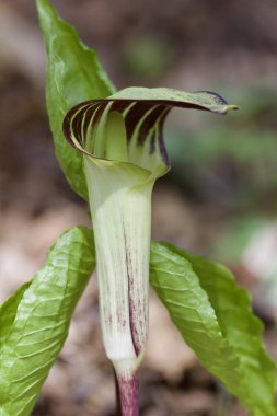 Kendi doğal orman ortamında tek bir ekilmemiş kır çiçeğinin (arisaema triphyllum) görüntüsünü kapat