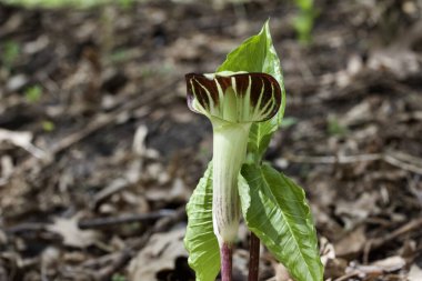 Kendi doğal orman ortamında tek bir ekilmemiş kır çiçeğinin (arisaema triphyllum) görüntüsünü kapat