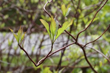 Değişik bir kızılcık çalısı dalında parlayan yeni yaprakların yakın görüntüsü
