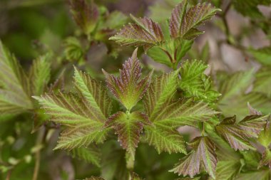 Kompakt yaban mersini dalının üzerinde yeni ortaya çıkan renkli yaprakların yakın görüntüsü