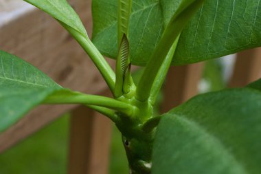 Plumeria 'nın (frangipani) bir dalında yeni ortaya çıkan yaprakların yakın görüntüsü