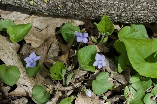 Vista Cerca Una Sola Flor Silvestre Sin Cultivar Jack Pulpit — Foto de Stock