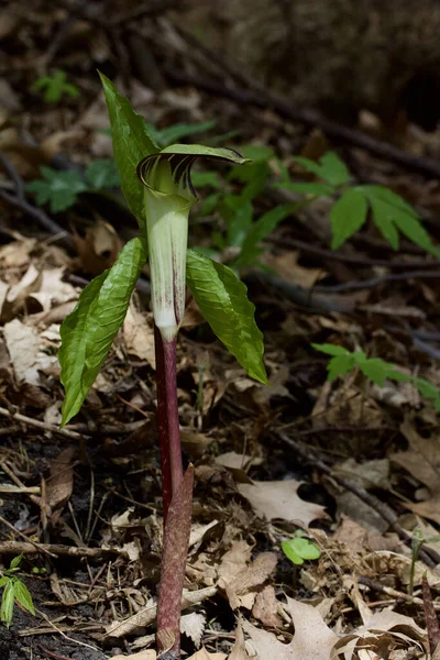 Menutup Pandangan Satu Tanaman Liar Yang Belum Digarap Arisaema Triphyllum — Stok Foto