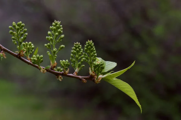 Közelkép Fiatal Feltörekvő Virágbimbókról Amur Cseresznyefa Ágán Prunus Maackii — Stock Fotó