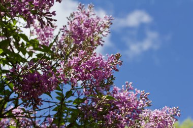 Yeni filizlenen çiçeklerin ve çiçeklerin güzel bir Çin leylak çalısı üzerindeki görüntüsünü kapatın.