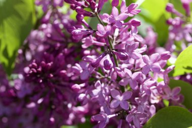Güzel bir Pers leylağı çalısı üzerinde yeni filizlenen çiçek tomurcuklarının ve çiçeklerin yakın görüntüsü