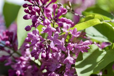 Güzel bir Pers leylağı çalısı üzerinde yeni filizlenen çiçek tomurcuklarının ve çiçeklerin yakın görüntüsü