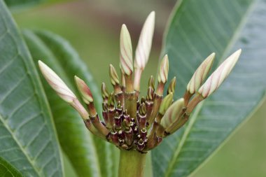 Plumeria (frangipani) ağacının kabarıklığı üzerine yeni ortaya çıkan çiçek tomurcuklarının makro görüntüsü