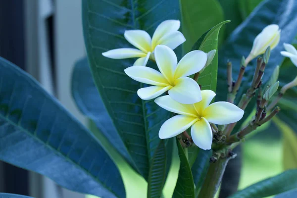 Vista Vicino Bellissimi Fiori Freschi Bianchi Gialli Albero Plumeria Frangipani — Foto Stock