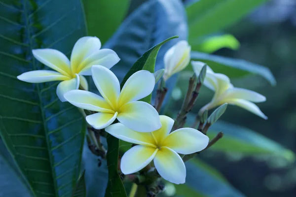 Vista Cerca Hermosas Flores Blancas Amarillas Frescas Árbol Plumería Frangipani —  Fotos de Stock