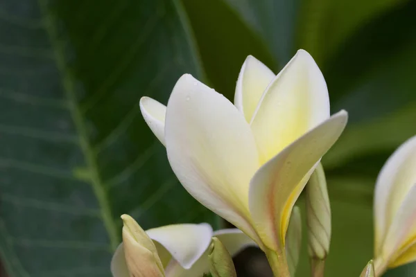 Vista Vicino Bellissimo Fiore Bianco Giallo Fresco Albero Plumeria Frangipani — Foto Stock