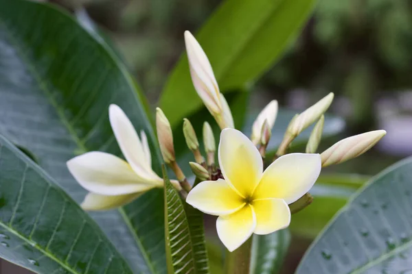 Vista Cerca Hermosas Flores Blancas Amarillas Frescas Árbol Plumería Frangipani —  Fotos de Stock