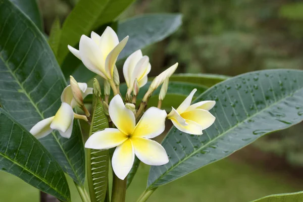 Vista Cerca Hermosas Flores Blancas Amarillas Frescas Árbol Plumería Frangipani —  Fotos de Stock