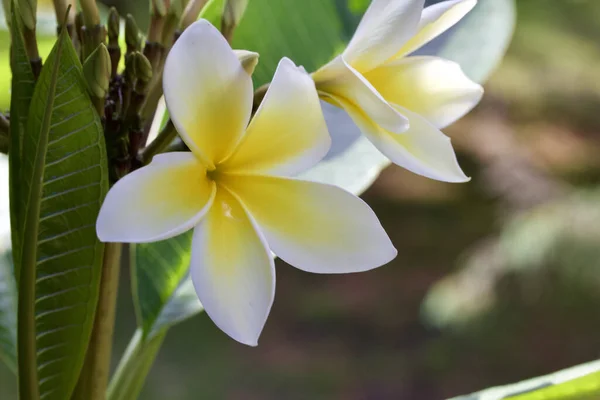 Close Widok Pięknych Świeżych Białych Żółtych Kwiatów Drzewie Plumeria Frangipani — Zdjęcie stockowe